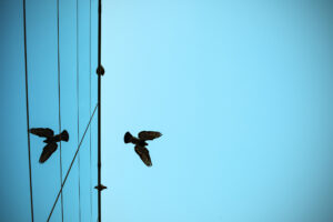 Birds in window reflection